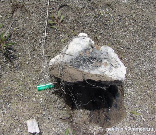 карбон, окаменевшее дерево, палеозойская эра, уголь, местонахождения