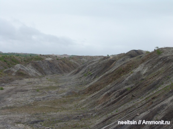 карбон, окаменевшее дерево, палеозойская эра, уголь, местонахождения