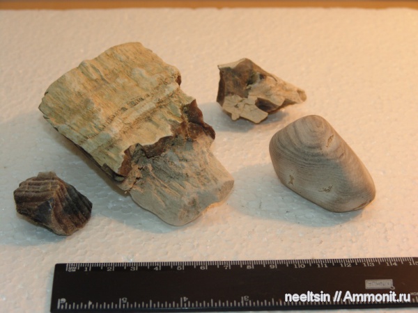 окаменевшее дерево, олигоцен, палеогеновый период, опал, халцедон, Хабаровский край, мыс