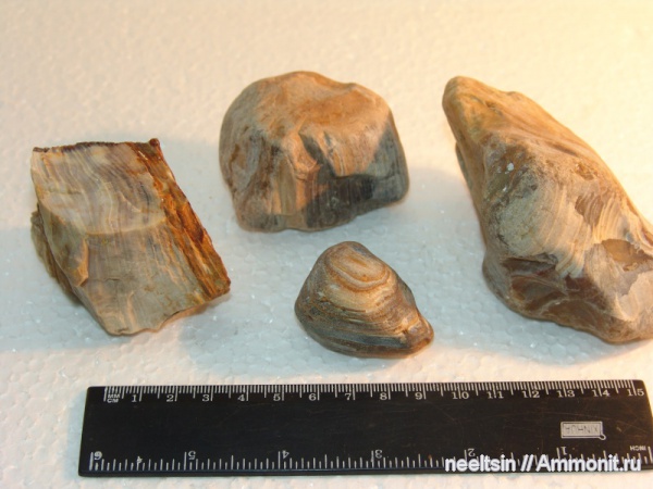 окаменевшее дерево, олигоцен, палеогеновый период, опал, халцедон