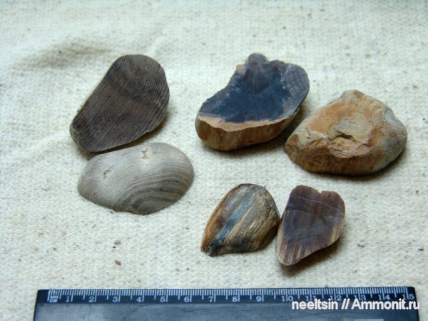 окаменевшее дерево, олигоцен, палеогеновый период, опал, халцедон, Хабаровский край, мыс