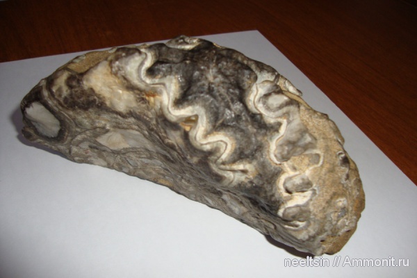 окаменелости, моллюски, Fossils