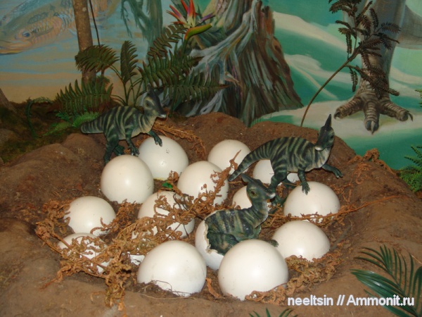 динозавры, мел, музеи, Хабаровский краевой музей, Cretaceous