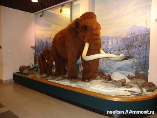 палеонтология, геохронологическая шкала, музеи, мамонты, Хабаровский краевой музей