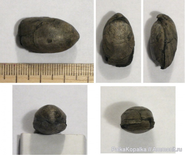 Russiella, Terebratulida