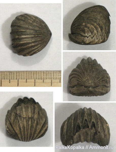 Mosquella oxyoptycha, Mosquella