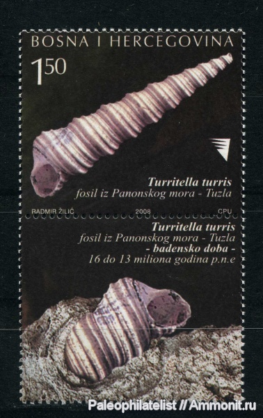 Turritella, марки, Turritella turris
