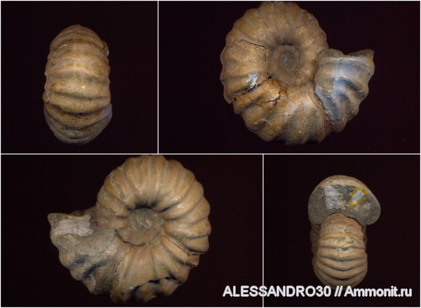 Юрские аммониты оз. Индер