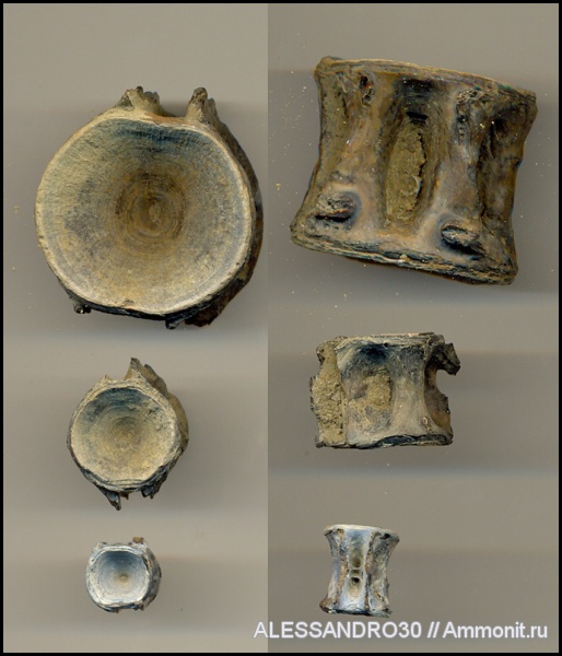 позвонки рыб