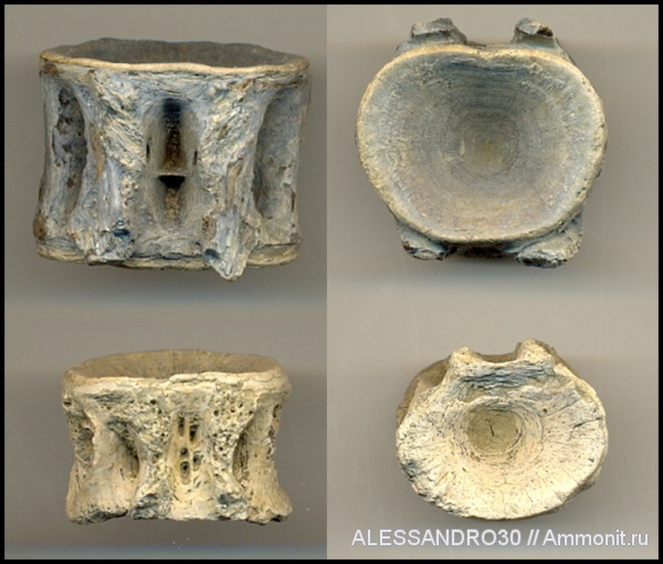 позвонки рыб