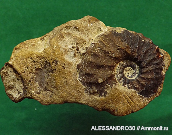 Schloenbachia, Schloenbachia varians