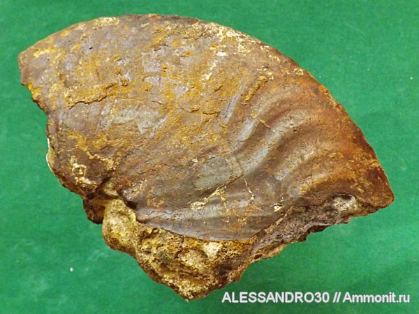 триас, Anacibirites, Anacibirites gracilis, Triassic