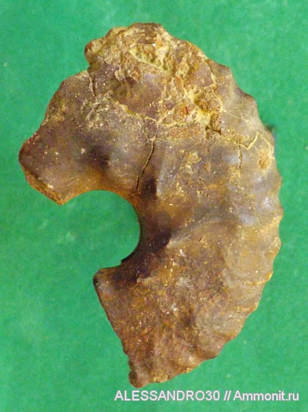 верхний мел, кампан, Menuites spathi, Menuites, верхний кампан, Campanian, Upper Cretaceous