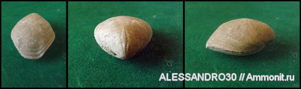 Terebratulida, Concinnithyris