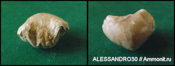 Rhynchonellida, Cretirhynchia