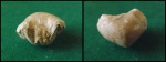 Cretirhynchia plicata
