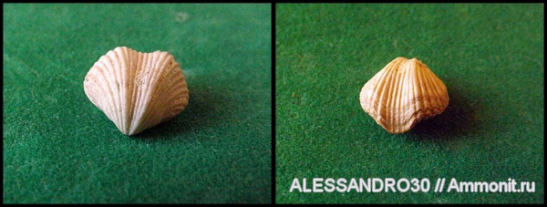 Terebratulida, Gemmarcula