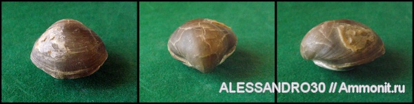 Terebratulida, Gibbithyris