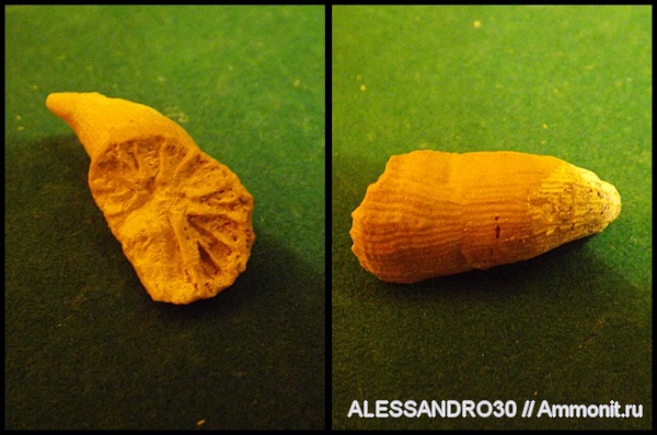 Smilotrochus, Scleractinia