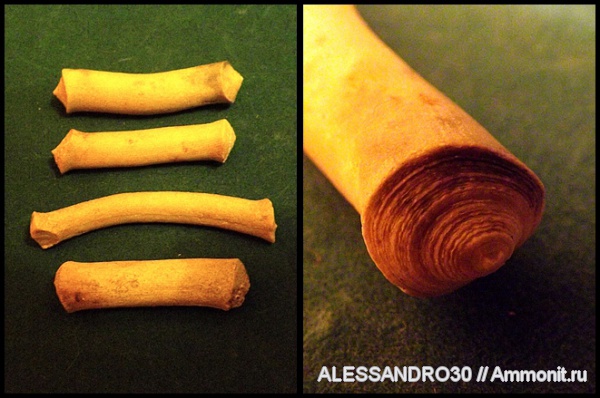 Isis, Octocorallia, Gorgonaria