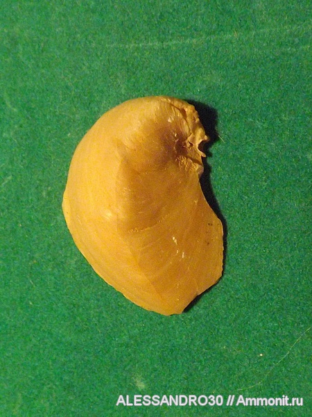 Двустворчатые моллюски