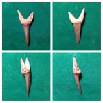 Striatolamia macrota