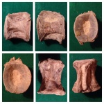 Деформированный позвонок рыбы