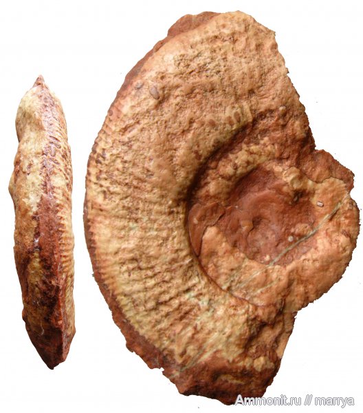 головоногие моллюски, Ammonoidea, Северная Италия