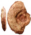 Фрагмент раковины аммонита Nebrodites