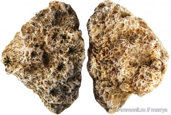 кораллы, подольский горизонт, колониальные кораллы, Московская область, средний карбон, Rugosa, Одинцовский район, Ivanovia