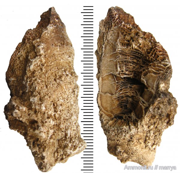 кораллы, Bothrophyllum, подольский горизонт, ругозы, Московская область, средний карбон, Одинцовский район, Tetracoralla