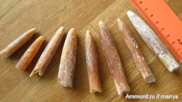 белемниты, верхний мел, Belemnitella, Белгородская область, Upper Cretaceous, belemnites