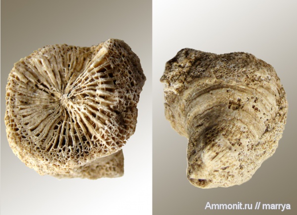 Bothrophyllum, подольский горизонт, ругозы, Московская область, средний карбон, четырехлучевые кораллы, Одинцовский район, Tetracoralla