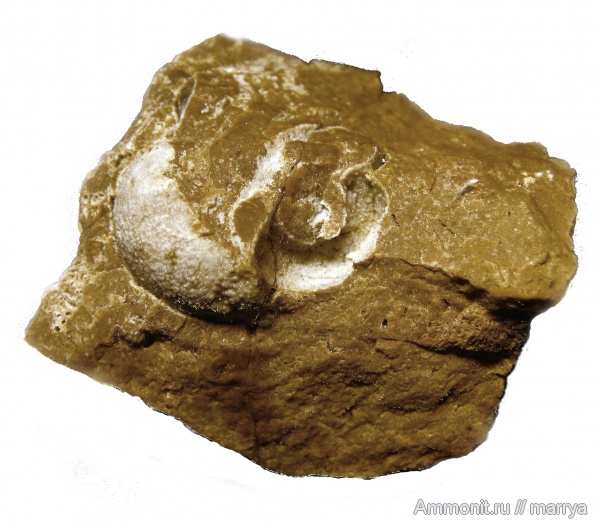 гастроподы, Euomphalus, Московская область, Наро-Фоминский район