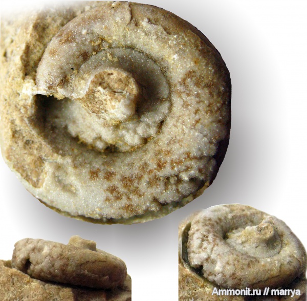 гастроподы, Euomphalus, Московская область, Наро-Фоминский район