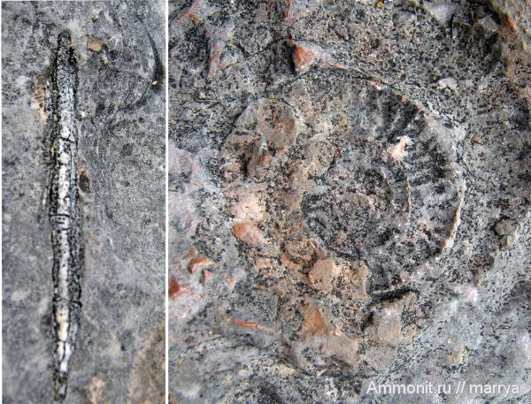 аммониты, лопатоногие моллюски, Ammonites, Северная Италия