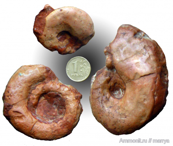 аммониты, Ammonites, Lytoceras, Phylloceratidae, Северная Италия
