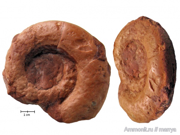аммониты, Ammonites, Lytoceras, Северная Италия