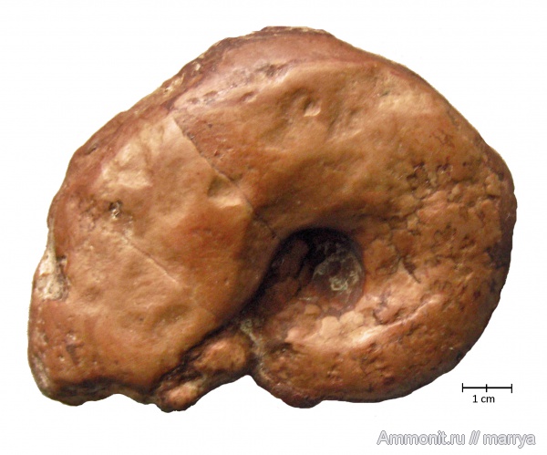 аммониты, Ammonites, лопастные линии, Phylloceratidae, Северная Италия, Мальчезине