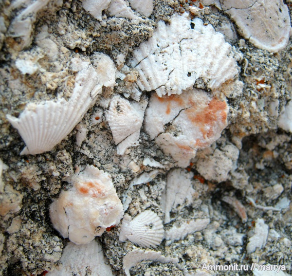 Миоценовые окаменелости Корсики и Калабрии