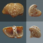 Choristites: фрагмент макушки брюшной створки