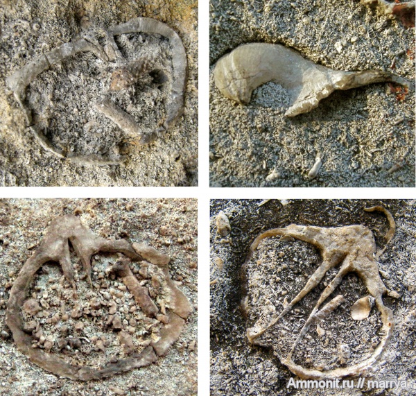 брахиоподы, Choristites, фораминиферы, зубные пластины