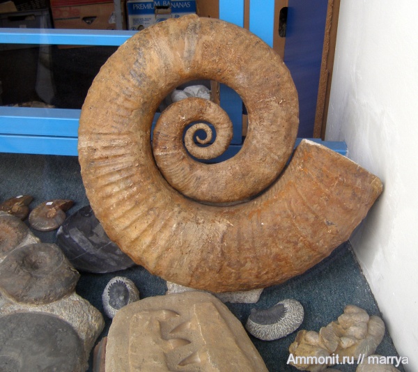 аммониты, трилобиты, гетероморфные аммониты, Ammonites, места продаж, heteromorph ammonites