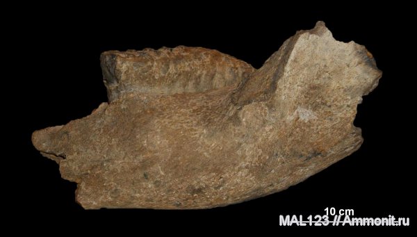 мамонты, хоботные, Mammuthus meridionalis, Mammuthus