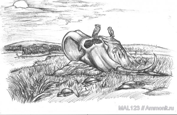 мамонты, Mammuthus