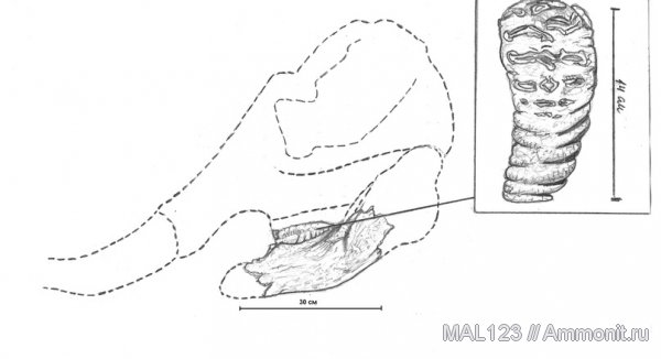 мамонты, Mammuthus meridionalis, Mammuthus