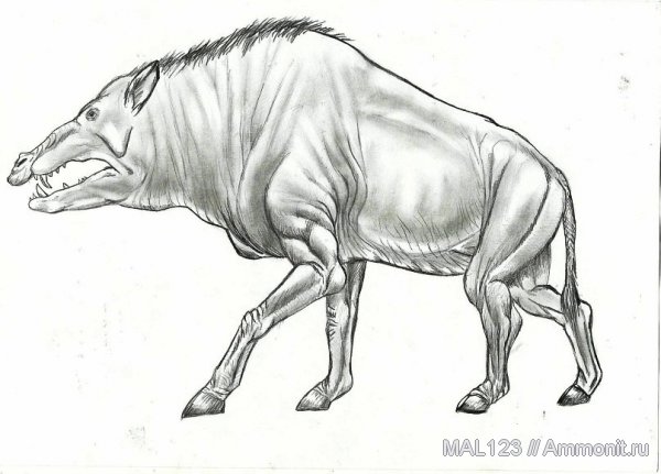 парнокопытные, Entelodon