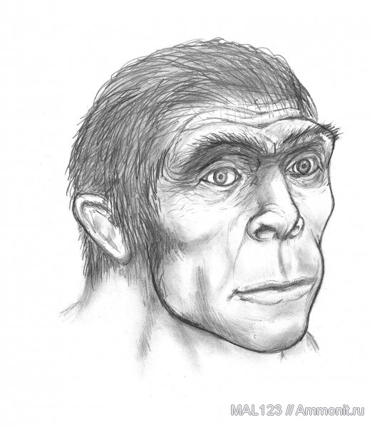 Homo, люди, человек, Homo erectus, реконструкция, антропология, происхождение человека