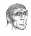Homo erectus (карандаш)