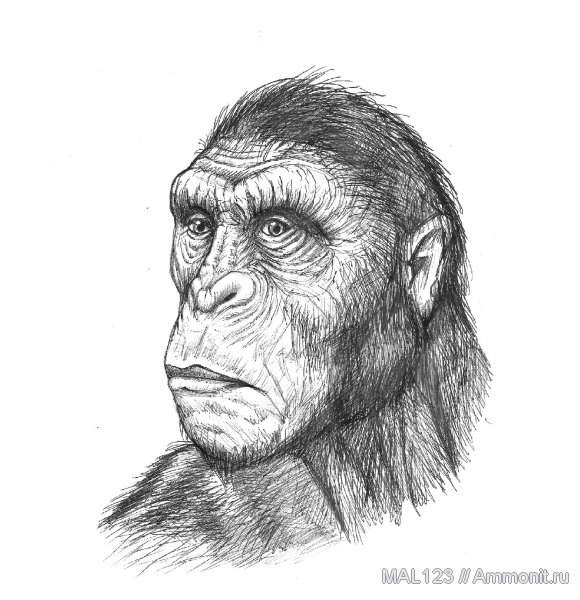 приматы, люди, человек, гоминиды, гоминины, Australopithecus, реконструкция, происхождение человека